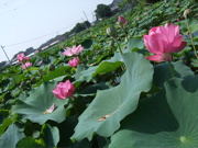 ファイル 429-1.jpg