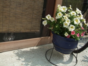 ファイル 433-1.jpg