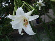 ファイル 438-1.jpg