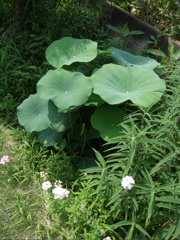 ファイル 439-1.jpg