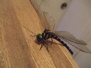 ファイル 444-1.jpg