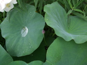 ファイル 445-1.jpg