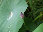 ファイル 445-2.jpg