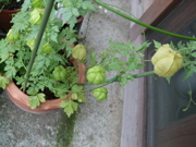 ファイル 451-1.jpg