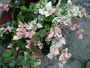 ファイル 452-1.jpg