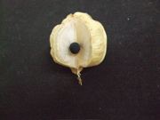 ファイル 455-1.jpg