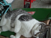 ファイル 457-1.jpg