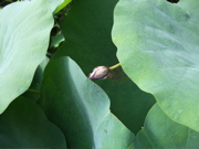 ファイル 460-1.jpg