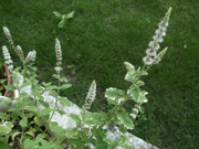 ファイル 461-1.jpg