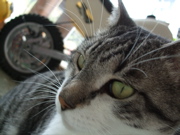 ファイル 462-1.jpg