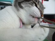 ファイル 462-2.jpg