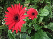 ファイル 464-1.jpg