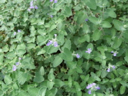 ファイル 469-1.jpg