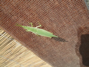 ファイル 470-1.jpg