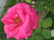 ファイル 474-1.jpg