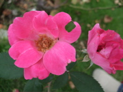 ファイル 474-2.jpg