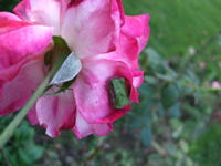 ファイル 477-1.jpg