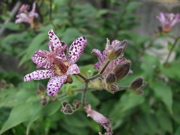 ファイル 478-1.jpg