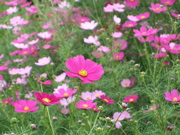 ファイル 481-2.jpg