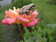 ファイル 483-1.jpg