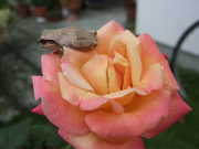 ファイル 483-2.jpg