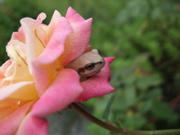 ファイル 486-1.jpg