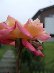 ファイル 486-2.jpg