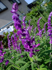 ファイル 489-1.jpg