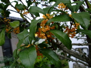 ファイル 490-1.jpg