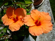 ファイル 496-1.jpg