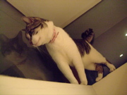 ファイル 497-1.jpg