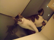 ファイル 497-2.jpg