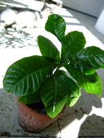 ファイル 506-1.jpg