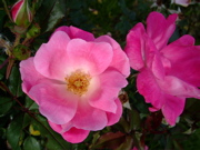 ファイル 513-1.jpg