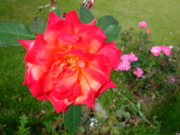 ファイル 513-2.jpg