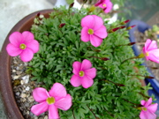 ファイル 516-1.jpg