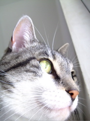 ファイル 527-1.jpg