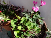 ファイル 535-1.jpg