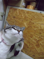 ファイル 550-1.jpg