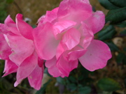 ファイル 555-2.jpg