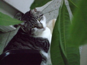 ファイル 560-1.jpg