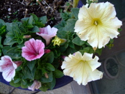 ファイル 573-1.jpg