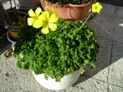 ファイル 574-1.jpg