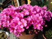 ファイル 574-2.jpg