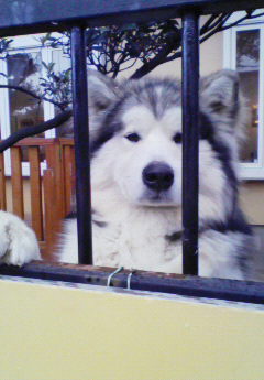 ファイル 592-1.jpg