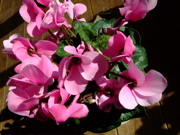 ファイル 595-1.jpg