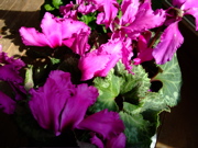 ファイル 595-2.jpg