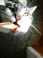 ファイル 602-1.jpg