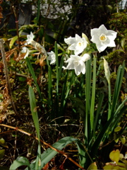 ファイル 604-1.jpg