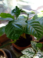 ファイル 605-1.jpg